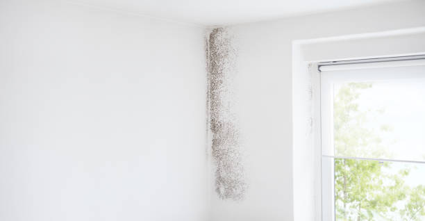 Best Mold Remediation for Healthcare Facilities  in Palm Valley, FL