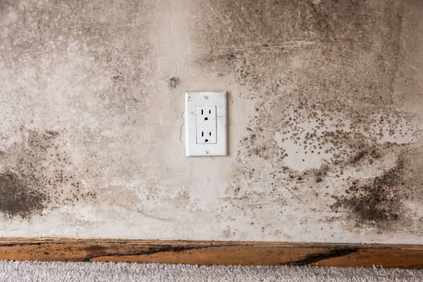 Best Environmental Consulting for Mold Prevention  in Palm Valley, FL