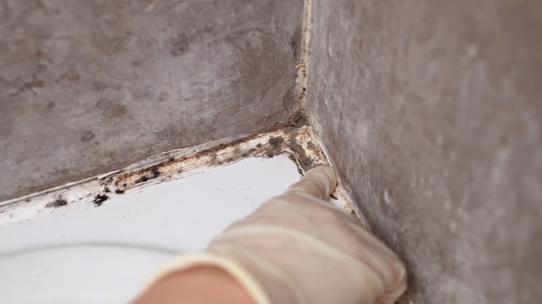 Best Mold Damage Restoration  in Palm Valley, FL