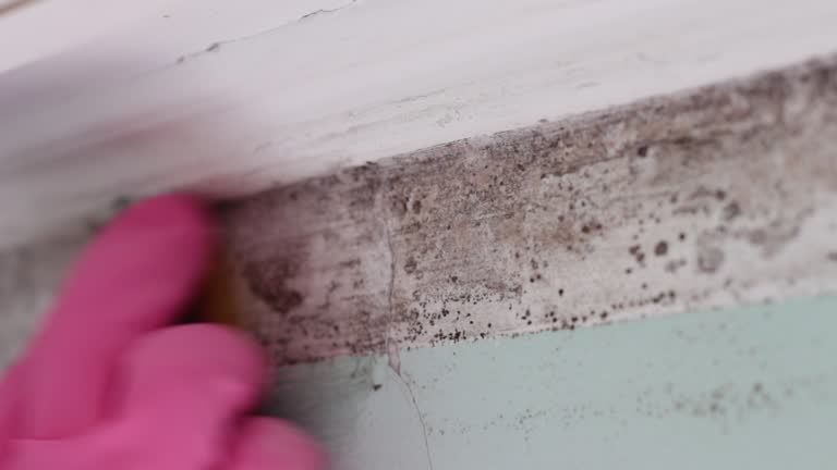 Best Dehumidification Services  in Palm Valley, FL